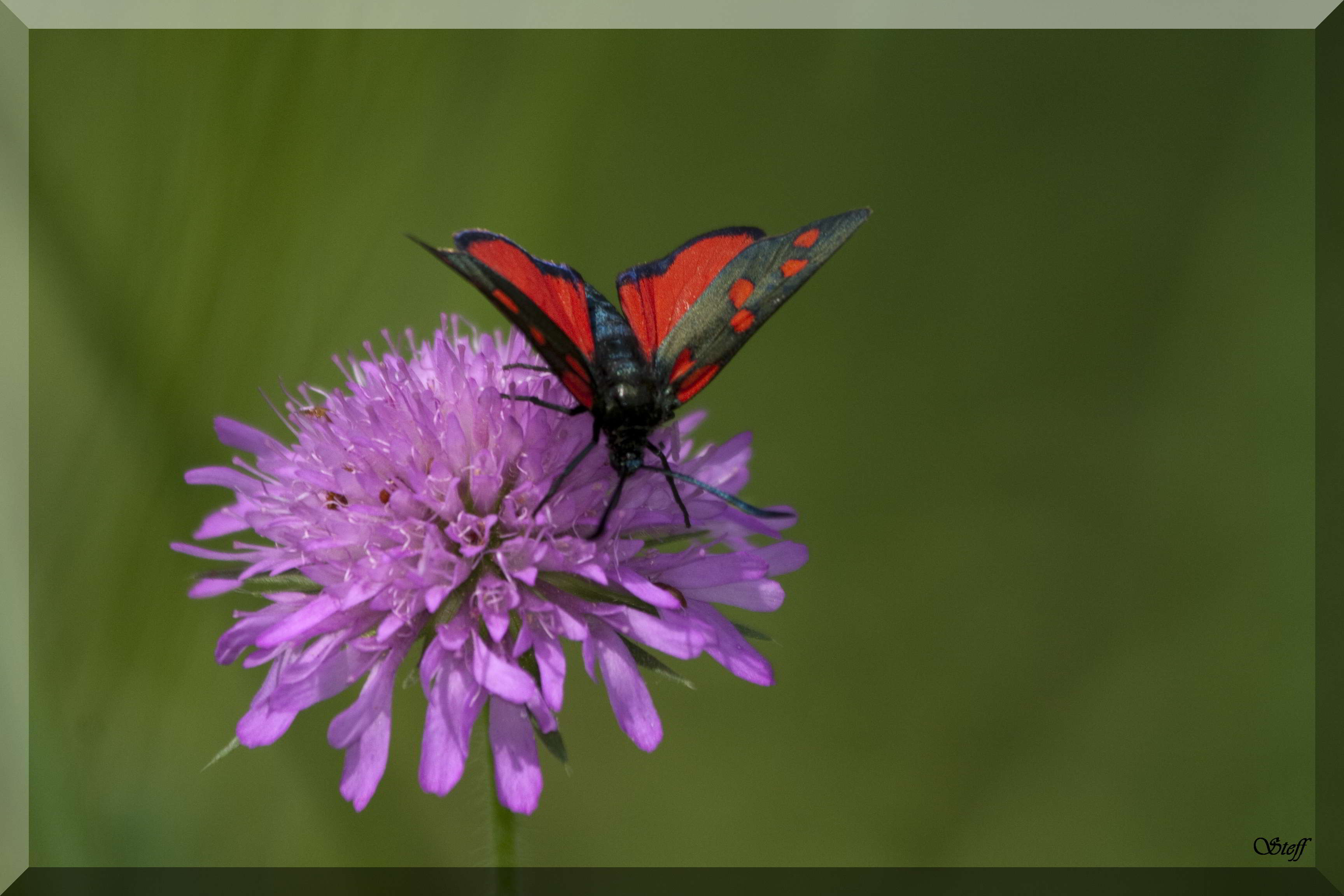 Zygaena filipendula?